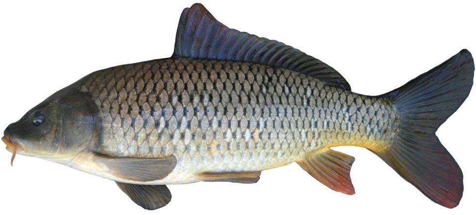 Products Freshwater Fish Marketing Corporation   Common Carp Lg 980x444 